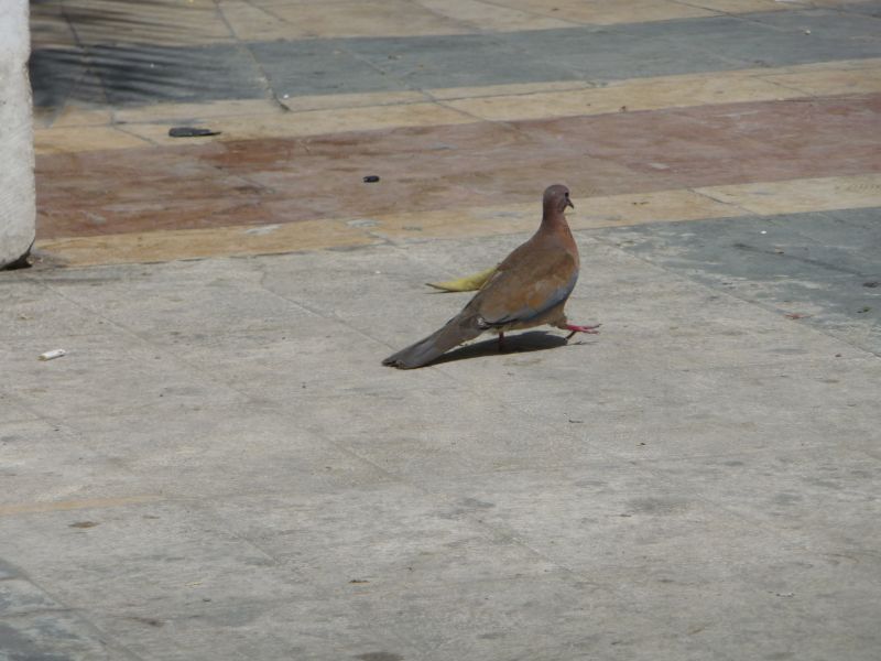 P1020817.JPG